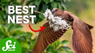 7 Insane Bird Nests that Will Change How You Think About Birds [upl. by Esorrebma]