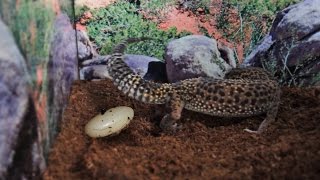 10 Signs A Gecko Will Lay An Egg [upl. by Bergstein]