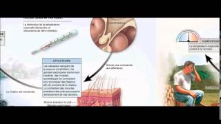 Régulation de la température corporelle [upl. by Yrag]