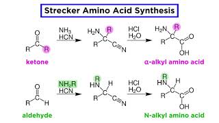 Strecker Amino Acid Synthesis [upl. by Anagnos495]