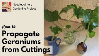 How to Propagate Geranium Plants from Cuttings [upl. by Paola958]