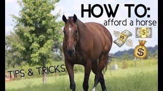 HOW TO AFFORD A HORSE tips amp tricks [upl. by Renzo]