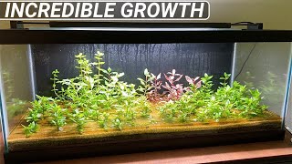 This Indoor Pond  Riparium Planted Tank Is Going to be Stunning [upl. by Connors]