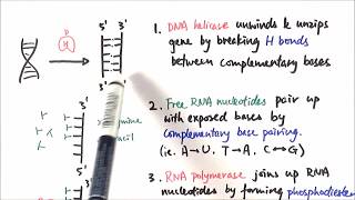 AS Biology  Transcription OCR A Chapter 310 [upl. by Bonni]