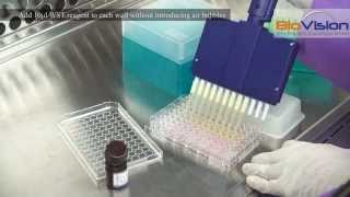 Cell Proliferation Assay Kit Video  Biovision Inc [upl. by Savior]