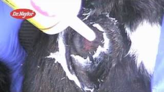 Dr Naylor Dehorning Paste Instructional Video [upl. by Forester]