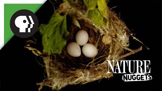 What Do Nests Look Like  NATURE Nuggets [upl. by Downing]