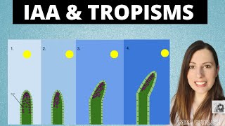 PLANT GROWTH FACTORS IAA and tropisms for Alevel Biology Phototropism and gravitropism [upl. by Enidan]