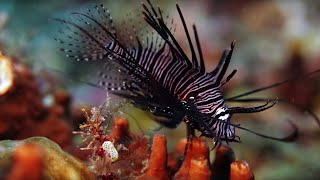 The Coral Reef 10 Hours of Relaxing Oceanscapes  BBC Earth [upl. by Pammi]