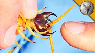 BITTEN by a GIANT DESERT CENTIPEDE [upl. by Nibas]