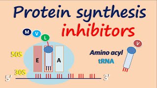 Protein synthesis inhibitors [upl. by Ynaffik]