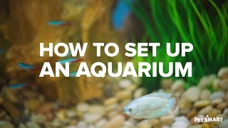 How to Set Up an Aquarium [upl. by Lebam]