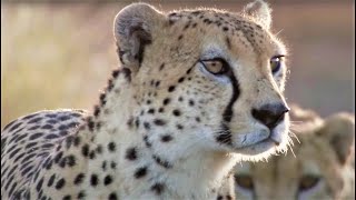 Best Cheetah Moments  Top 5  BBC Earth [upl. by Kassi752]