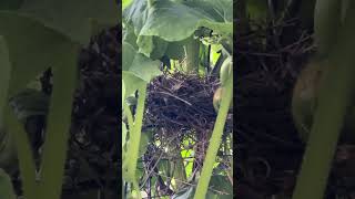 Wild bird nesting eggs garden [upl. by Ilenay]