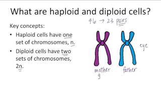 Haploid v Diploid [upl. by Akerdnahs]