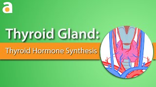 Thyroid Gland Thyroid Hormone Synthesis [upl. by Nivlad]