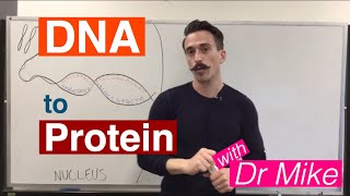 DNA Transcription and Translation  DNA to Protein [upl. by Adnocahs199]