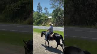 Caboolture Horse Sale “Pistol” [upl. by Karlyn]