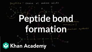 Peptide bond formation  Macromolecules  Biology  Khan Academy [upl. by Mccully457]