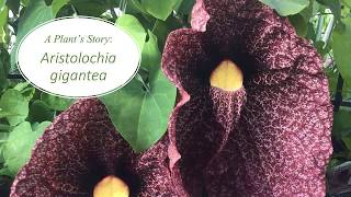 A Plants Story Aristolochia gigantea [upl. by Wake564]