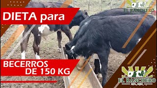 DIETA para Becerros de 150 kg [upl. by Ocer942]