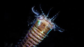 Facts The Bobbit Worm [upl. by Ahsieka329]