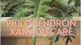 Philodendron Xanadu Thaumatophyllum xanadu Plant Care Guide [upl. by Ditmore]