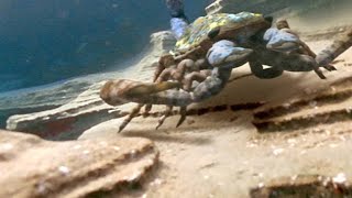 The Terrifying Giant Scorpion That Roamed Prehistoric Oceans [upl. by Einnhoj388]