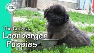 The Cutest Leonberger Puppies [upl. by Alyakam]