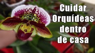 ¿Como Cuidar Orquídeas Dentro de Casa  Orquiplanet [upl. by Star]