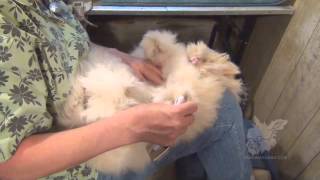 Grooming English Angora Rabbits for show and fiber [upl. by Margeaux7]