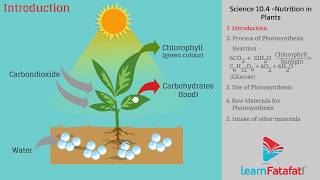 Process of Photosynthesis [upl. by Calen756]