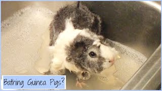 When to Bathe Your Guinea Pigs [upl. by Anerac]