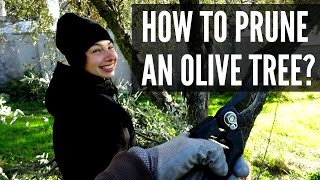 How To Prune An Olive Tree [upl. by Delbert]