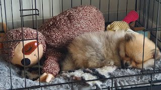 8 Week Old Pomeranian Puppy  FIRST WEEK AT HOME [upl. by Petulah985]