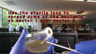 Aseptic Technique Inoculating a Petri Plate  Streaking for Isolation [upl. by Nyrad]