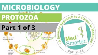 Protozoa  Microbiology  USMLE STEP 1  Part 1 of 3 [upl. by Tikna]