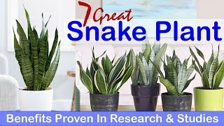 7 Great Snake Plant Benefits Proven In Research amp Studies [upl. by Aisha]