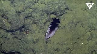 New nudibranch species discovered [upl. by Ateiluj]