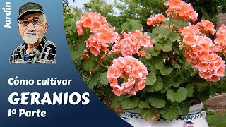 𝗚𝗘𝗥𝗔𝗡𝗜𝗢𝗦 𝟭 COMO CULTIVAR GERANIOS GUIA COMPLETA [upl. by Chad]