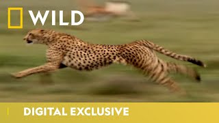 Worlds Fastest Land Animal  Cheetah Facts  National Geographic Wild UK [upl. by Macdougall]