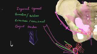 Inguinal ligament [upl. by Eneles]