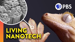 Why Geckos Are Sticky Without Being Sticky [upl. by Henriques]