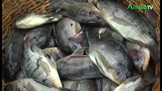 PISCICULTURE LE TILAPIA GUINEENSIS UNE SPECIALITE DE LA FERME AGROPISCICOLE MARVELLOUS DIVINE [upl. by Yellah]