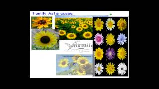 Plant Families Asteraceae [upl. by Ahsyen]