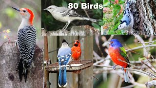 Identify Your Backyard Birds [upl. by Cinderella]