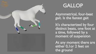 HORSE GAITS PART 04  GALLOP CYCLE ANALYSIS [upl. by Asilam]