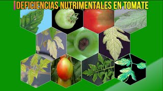 🍂 DEFICIENCIAS NUTRIMENTALES Y TOXICIDADES EN EL CULTIVO DE TOMATE [upl. by Omor]