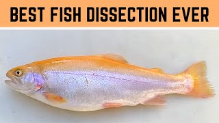 BEST Bony Fish Anatomy and Fish Dissection Rainbow Trout Biology Trout Dissection [upl. by Anitnatsnok978]