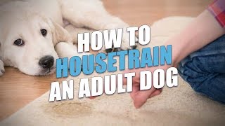 How to Housetrain An Adult Dog Easy Housebreaking Method [upl. by Iphagenia893]